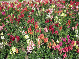 Colorful flowers park bench building - boetius adamsz bolswert free wallpaper