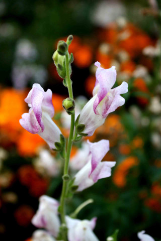 Flower closeup bokeh blurry background 2 - the foreground free wallpaper