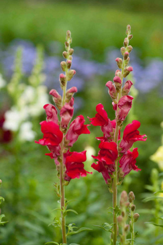 Red flowers grass blue flowers - derek hill free wallpaper