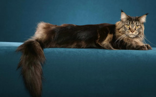 Black cat yellow eyes rococo - its face free wallpaper