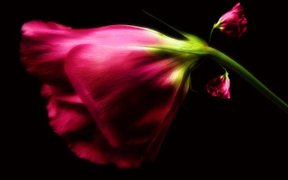Pink flower green stem black 3 - anton graff free wallpaper