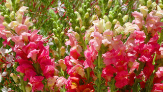 Pink white flowers green grass - elizabeth durack free wallpaper