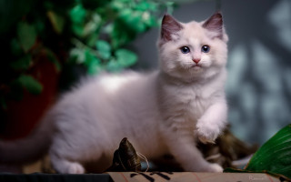 White kitten table plant mouse - a table top free wallpaper
