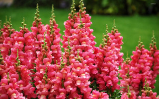 Pink flowers garden green grass - a garden free wallpaper