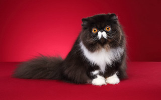 Black white cat mustache rococo - cat free wallpaper