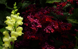 Flowers grass red purple background - synchromism free wallpaper