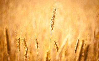 Wheat sunset gradient horizon ocean - heavy grain free wallpaper
