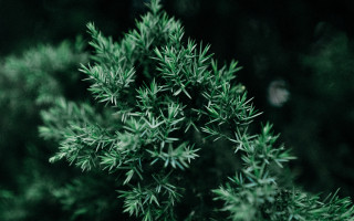 Green plant leaves bamboo forest - lot of leaves free wallpaper