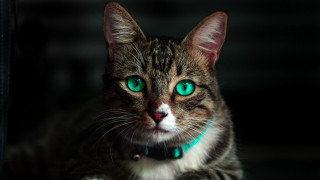 Black cat green eyes hologram - serious free wallpaper for desktop