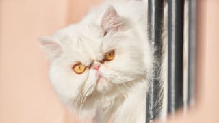 White cat window pink background - a pink wall behind free wallpaper