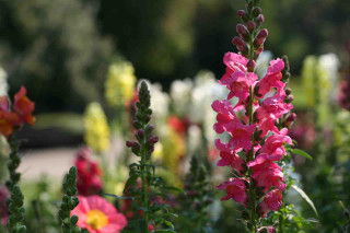 Pink yellow flower field summer - a field of flowers free wallpaper