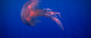 Jellyfish blue water side open - jellyfish free wallpaper