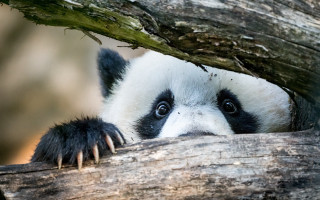 Panda peeking branch log big - wide free wallpaper