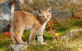 Brown white cat grass field - a grass free wallpaper