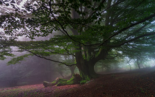 Large tree foggy forest leaves - fog free wallpaper