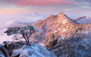 Mountain tree cherry blossoms sunset - choi buk free wallpaper for desktop