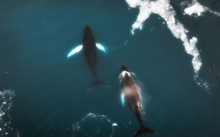 Dolphins shark hologram night starry - holography free wallpaper