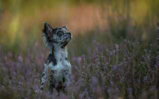 Dog flower field renaissance impressionist - a field of flowers free wallpaper