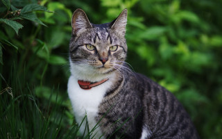 Cat grass collar closedeyes bokeh - new objectivity free wallpaper