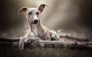 Dog sitting log grass sad - in the grass free wallpaper