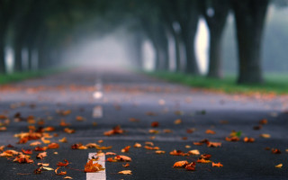 Road leaves fog autumn blurry - fog in the air free wallpaper