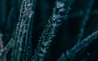 Plant thin leaves macro winter - stem and a blurry background free wallpaper