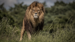 Lion forest walking nature bushes - single free wallpaper