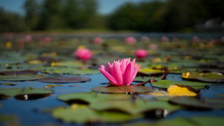 Pink flower floating pond nature - nature photography free wallpaper