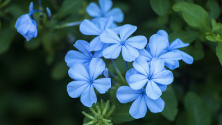 Blue flower butterfly leaves macro - the background and a blurry background behind them free wallpaper
