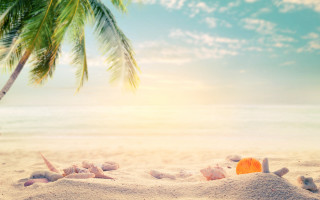 Beach palm tree life preserver - summer free wallpaper for desktop