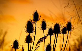 Sunset plants flame orange sky - dave allsop free wallpaper