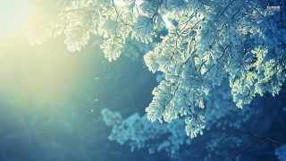 Tree branch snow sunshine winter - the branch free wallpaper