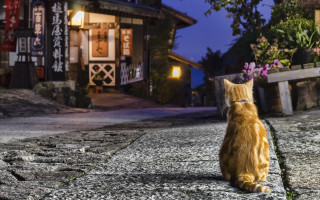 Cat rock night town street - photography free wallpaper
