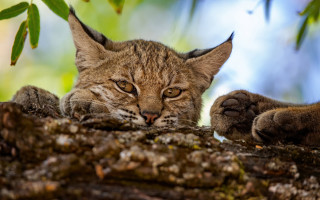 Cat tree branch paws open - background of leaves free wallpaper