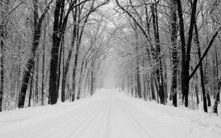 Snowy road trees snow ground - a few snow free wallpaper