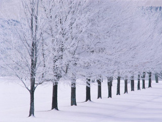 Snowy trees forest winter landscape - snow next free wallpaper