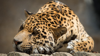Leopard laying rock zoo carlos - a leopard free wallpaper