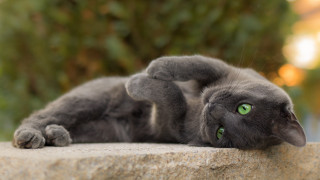 Cat rock outdoor glamorous bokeh - outside free wallpaper