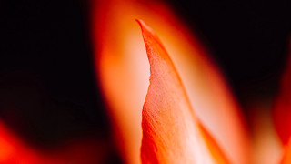 Flower fire sunset mountain ocean - a close up of a flower free wallpaper