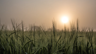 Field sunset moon fog trees - heavy grain free wallpaper