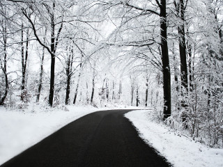 Snowy forest road autumn bare - both side of it free wallpaper