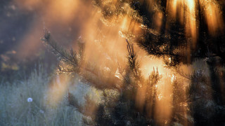 Blurry field trees grass sunbeams - sunbeam free wallpaper