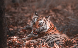 Tiger leaves woods open mouth - a tiger free wallpaper