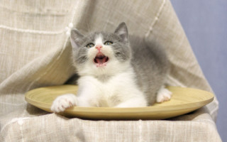 Kitten yawning plate chair curtain - ayo free wallpaper
