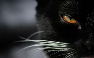 Black cat closeup orange eyes - gothic free wallpaper for desktop
