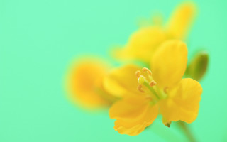 Yellow flower blurry background macro - flavia bloi free wallpaper