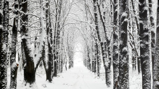 Snowy path forest trees snow - both side of it free wallpaper