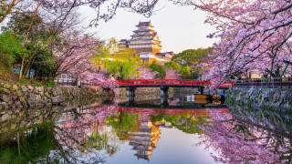 Bridge cherry blossoms pagoda cityscape - a bridge over a river free wallpaper