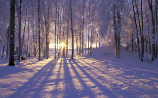 Snowy path forest sunlight trees - the sun free wallpaper