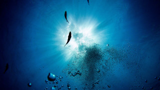 Ocean fish bubbles sunburst microscopic - a microscopic photo free wallpaper